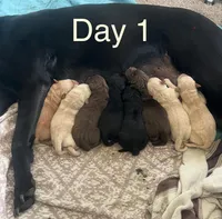 Puppies , a male Labrador Retriever for sale in Tacoma, WA – Photo 3 of 4