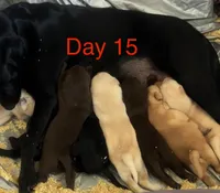 Puppies , a male Labrador Retriever for sale in Tacoma, WA – Photo 2 of 4