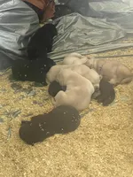 Puppies , a male Labrador Retriever for sale in Tacoma, WA – Photo 4 of 4