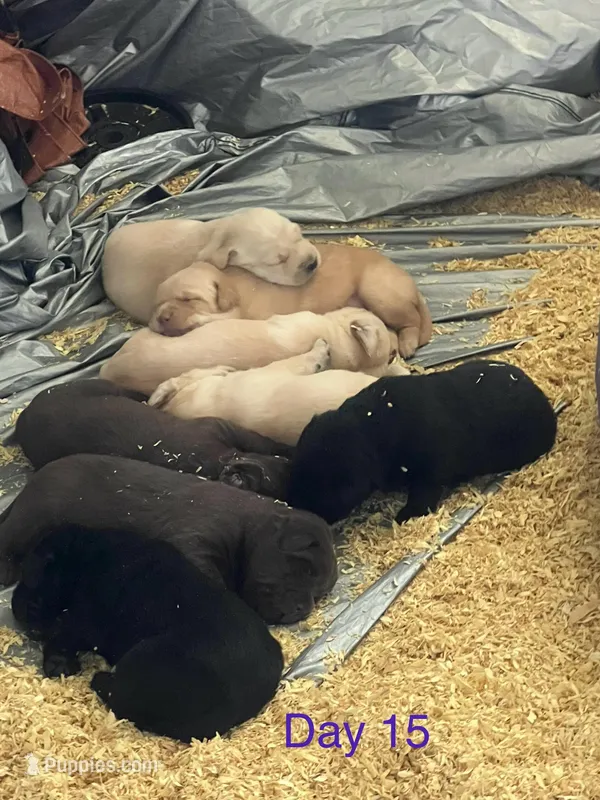 Puppy – Labrador Retriever puppy for sale in Tacoma, WA