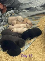 Puppy, a female Labrador Retriever for sale in Tacoma, WA – Photo 1 of 4