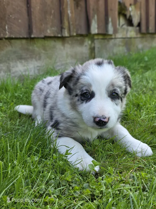 Huck – Border Collie puppy for sale in Gouverneur, NY