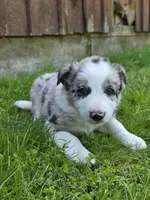 Huck, a male Border Collie for sale in Gouverneur, NY – 1 of 3