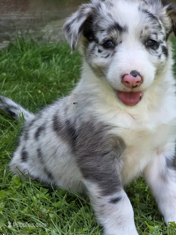 Hazel – Border Collie puppy for sale in Gouverneur, NY