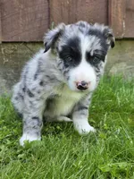Homer, a male Border Collie for sale in Gouverneur, NY – 2 of 3