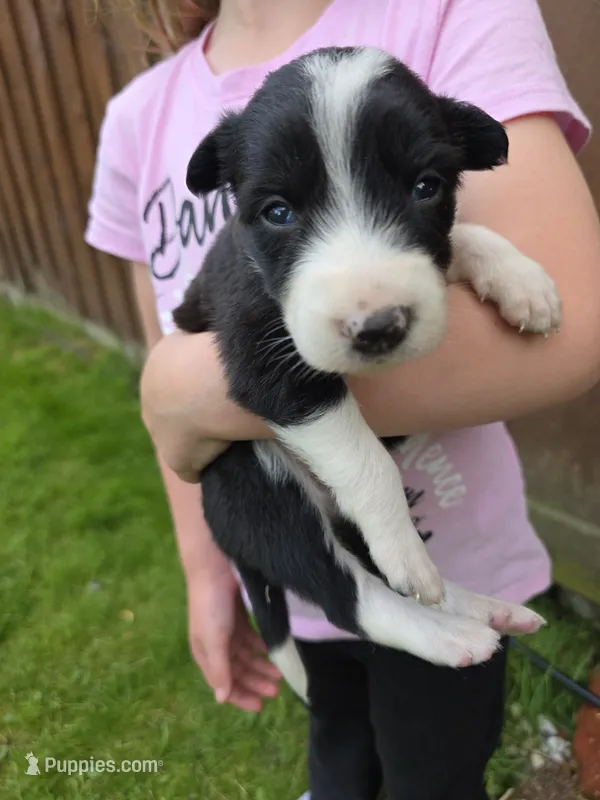 Gracie – Border Collie puppy for sale in Gouverneur, NY