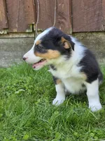 Holly, a female Border Collie for sale in Gouverneur, NY – 2 of 3