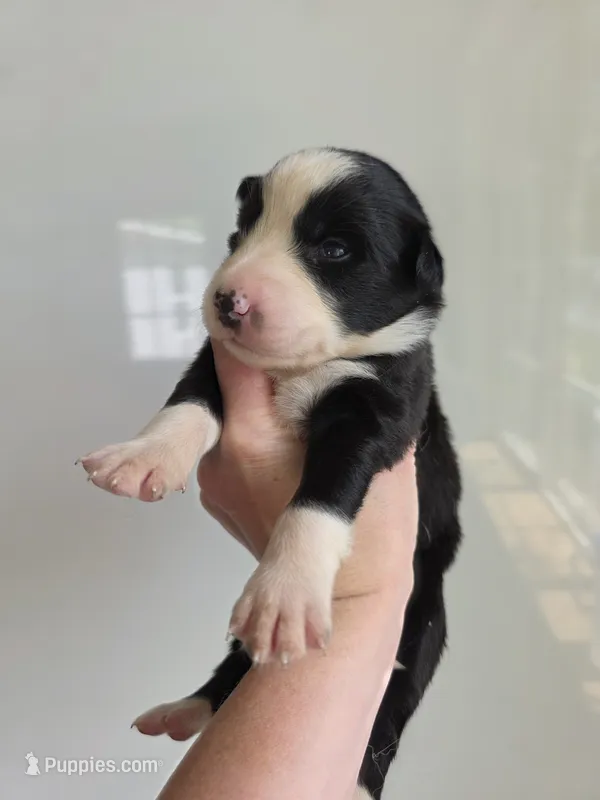 Gunner – Border Collie puppy for sale in Gouverneur, NY