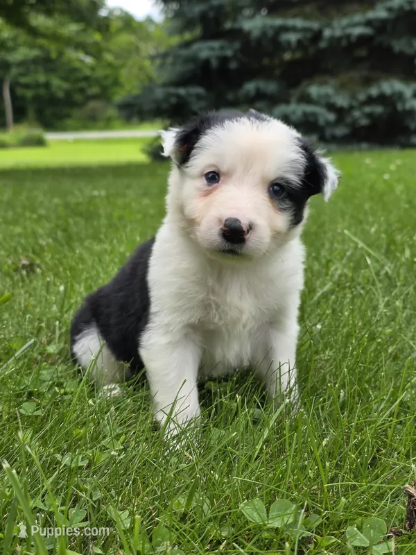 Gordy – Border Collie puppy for sale in Gouverneur, NY