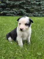 Gordy, a male Border Collie for sale in Gouverneur, NY – 7 of 7