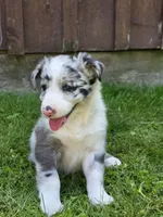 Hazel, a female Border Collie for sale in Gouverneur, NY – 2 of 4