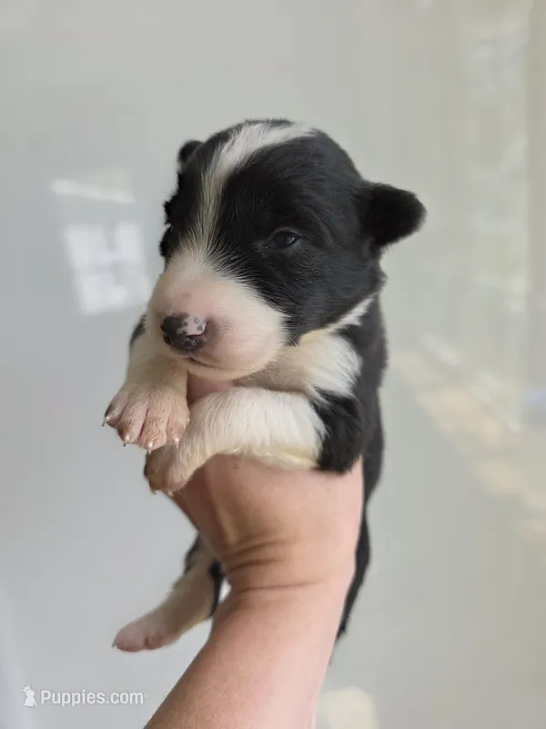 Gracie – Border Collie puppy for sale in Gouverneur, NY