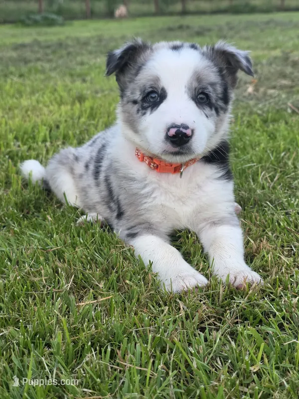 Huck – Border Collie puppy on hold in Gouverneur, NY