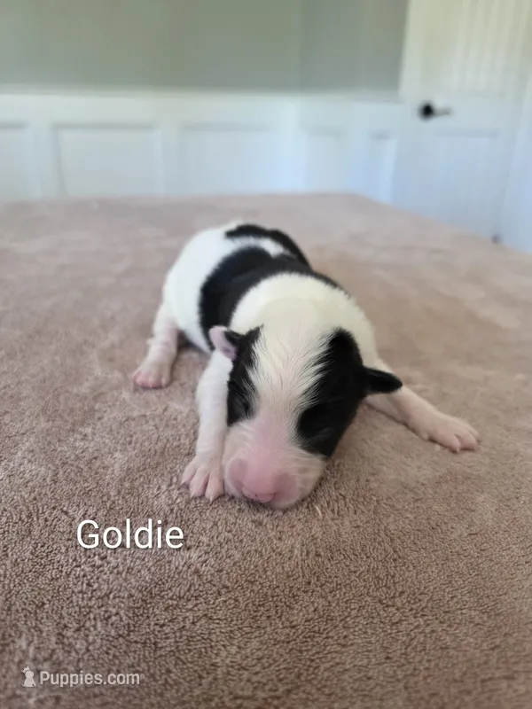 Goldie – Border Collie puppy for sale in Gouverneur, NY
