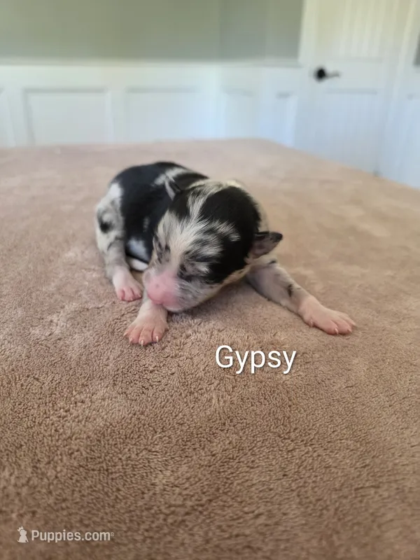 Gypsy, a female Border Collie for sale in Gouverneur, NY – 1 of 4