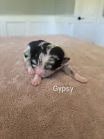 Gypsy, a female Border Collie for sale in Gouverneur, NY – 1 of 4