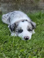 Huck, a male Border Collie for sale in Gouverneur, NY – 2 of 3