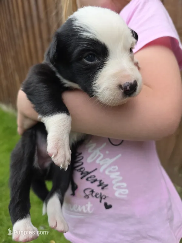 Gemma – Border Collie puppy for sale in Gouverneur, NY