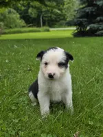 Gordy, a male Border Collie for sale in Gouverneur, NY – 6 of 7