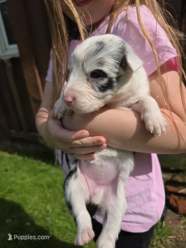 Greta – Border Collie puppy for sale in Gouverneur, NY