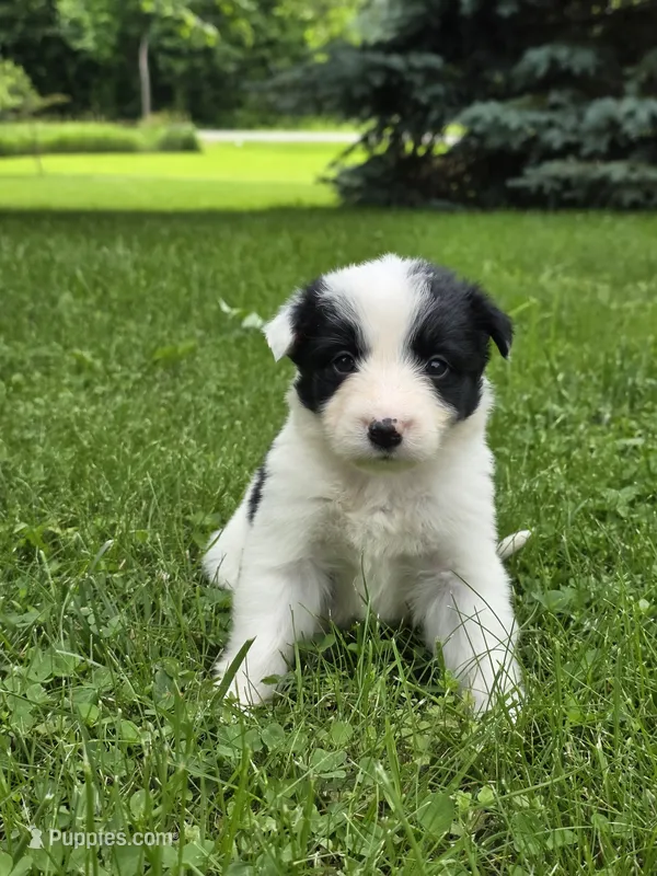 Goldie – Border Collie puppy for sale in Gouverneur, NY