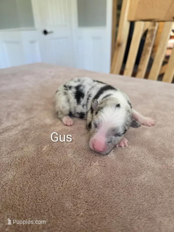 Gus – Border Collie puppy for sale in Gouverneur, NY