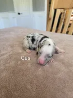 Gus, a male Border Collie for sale in Gouverneur, NY – 1 of 4