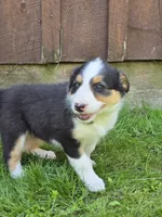 Holly, a female Border Collie for sale in Gouverneur, NY – 3 of 3