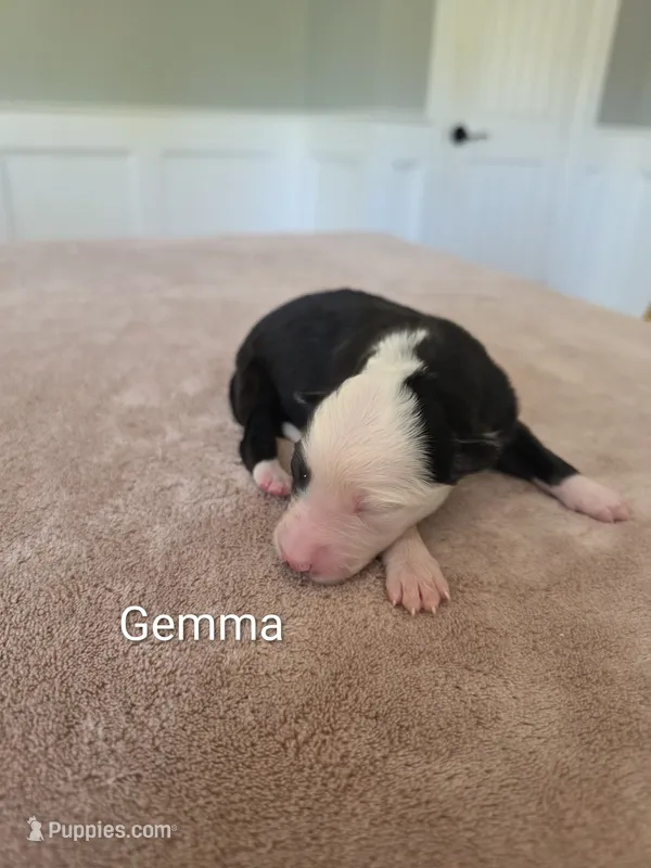 Gemma – Border Collie puppy for sale in Gouverneur, NY