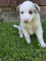 Honey, a female Border Collie for sale in Gouverneur, NY – 2 of 3