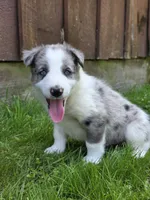 Hank, a male Border Collie for sale in Gouverneur, NY – 2 of 3