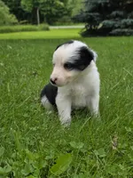 Gordy, a male Border Collie for sale in Gouverneur, NY – 3 of 7
