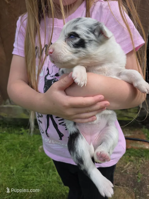 Greta – Border Collie puppy for sale in Gouverneur, NY