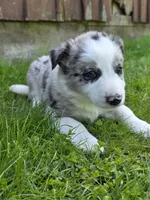 Huck, a male Border Collie for sale in Gouverneur, NY – 3 of 3