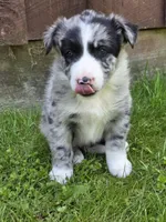 Homer, a male Border Collie for sale in Gouverneur, NY – 3 of 3