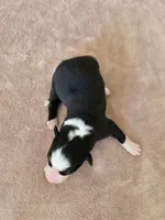 Gunner, a male Border Collie for sale in Gouverneur, NY – 3 of 4