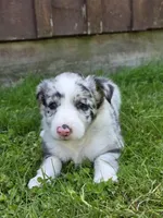 Hazel, a female Border Collie for sale in Gouverneur, NY – 3 of 4