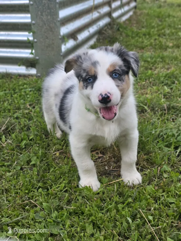 Hugo – Border Collie puppy for sale in Gouverneur, NY