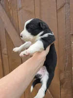 Ginger, a female Border Collie for sale in Gouverneur, NY – 2 of 5