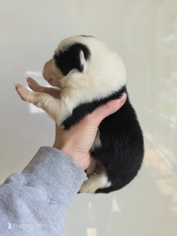 Gordy – Border Collie puppy for sale in Gouverneur, NY