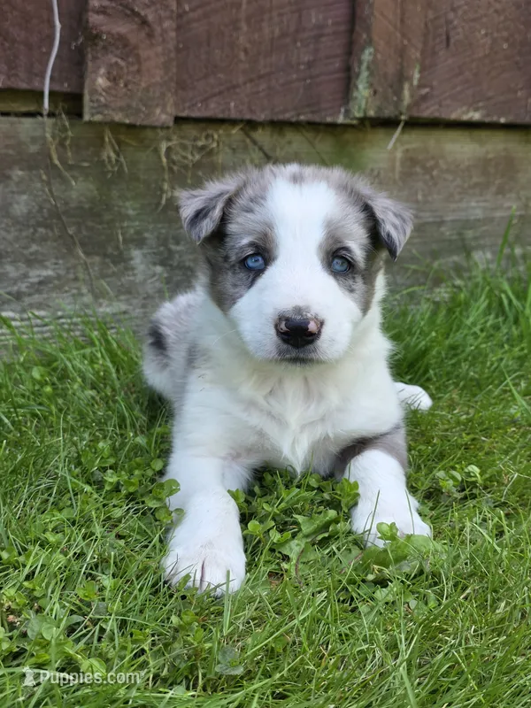 Hank – Border Collie puppy for sale in Gouverneur, NY