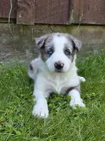 Hank, a male Border Collie for sale in Gouverneur, NY – 1 of 3