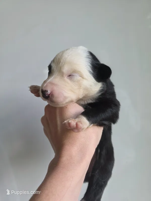 Gemma – Border Collie puppy for sale in Gouverneur, NY