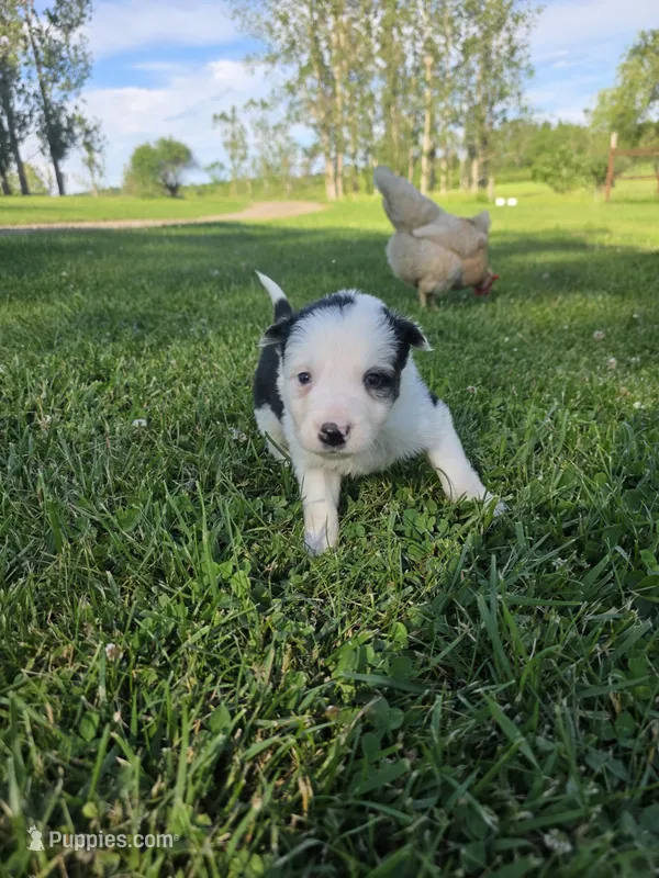 Gordy – Border Collie puppy for sale in Gouverneur, NY