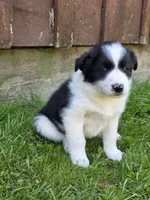 Hanna, a female Border Collie for sale in Gouverneur, NY – 1 of 3