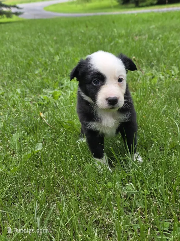 Gemma – Border Collie puppy for sale in Gouverneur, NY
