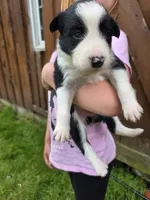 Ginger, a female Border Collie for sale in Gouverneur, NY – 3 of 5