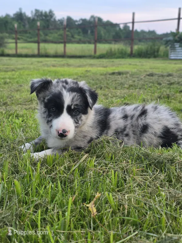 Homer – Border Collie puppy for sale in Gouverneur, NY