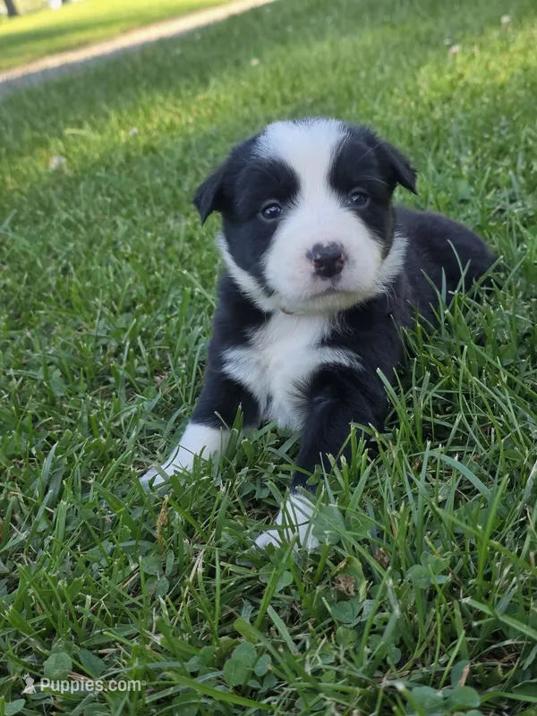 Gunner – Border Collie puppy for sale in Gouverneur, NY