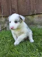 Honey, a female Border Collie for sale in Gouverneur, NY – 3 of 3